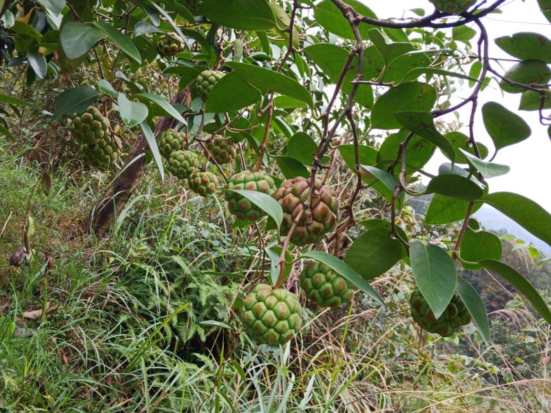 黑老虎果