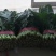 菠菜25~30厘米