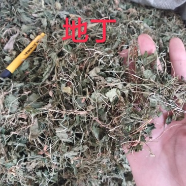 地丁新货