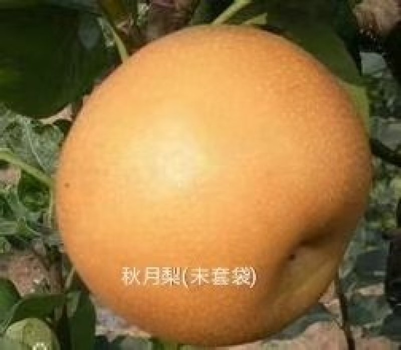 秋月梨树苗：自己家苗圃基地培育的苗子。