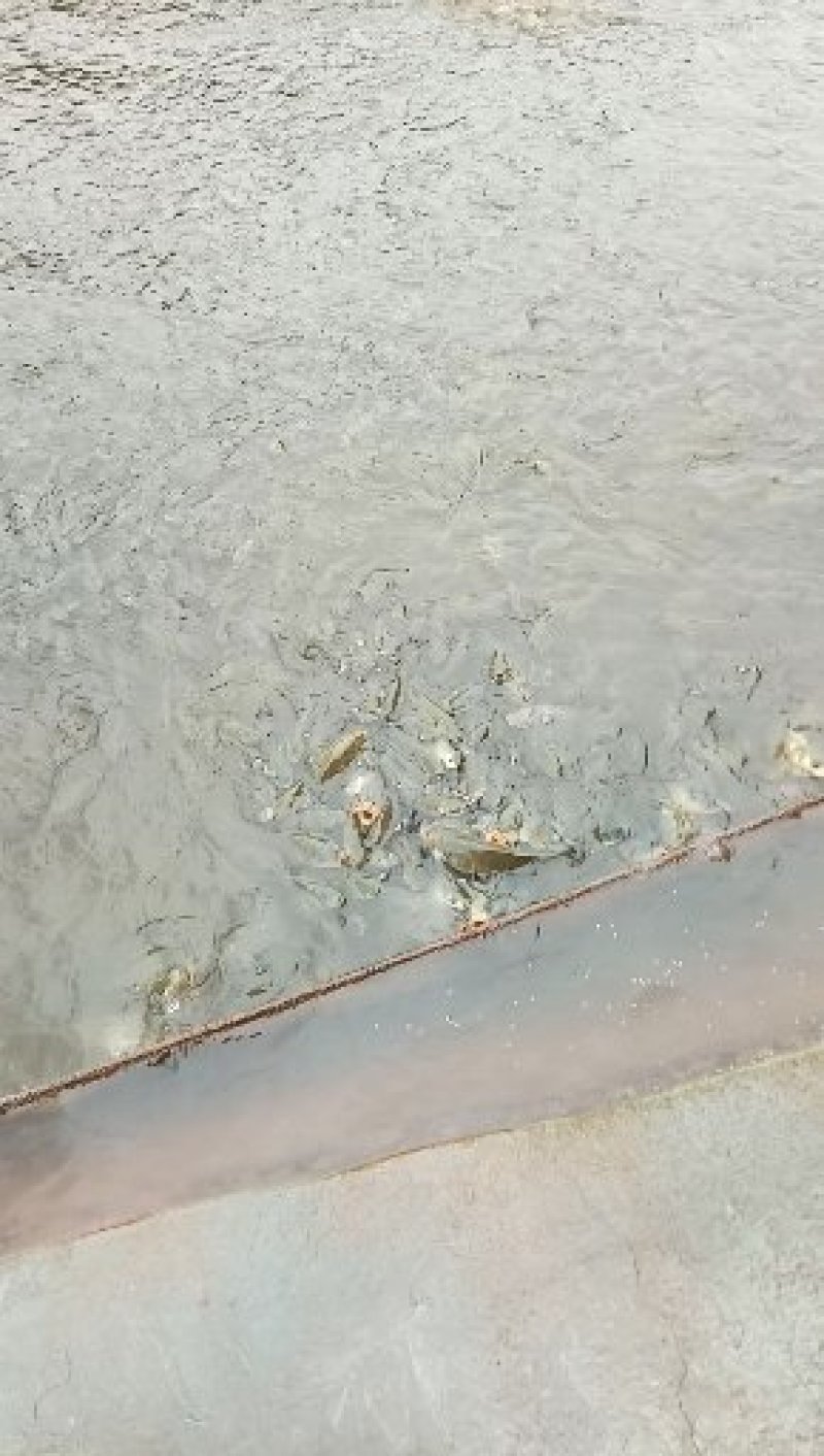 水产