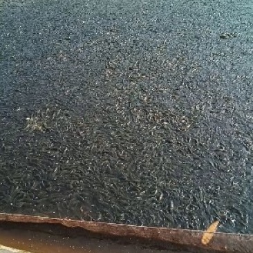 水产