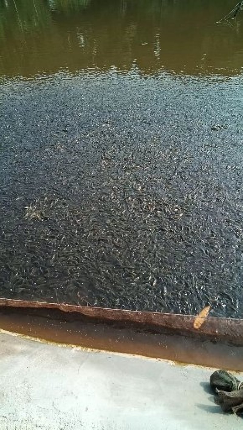 水产
