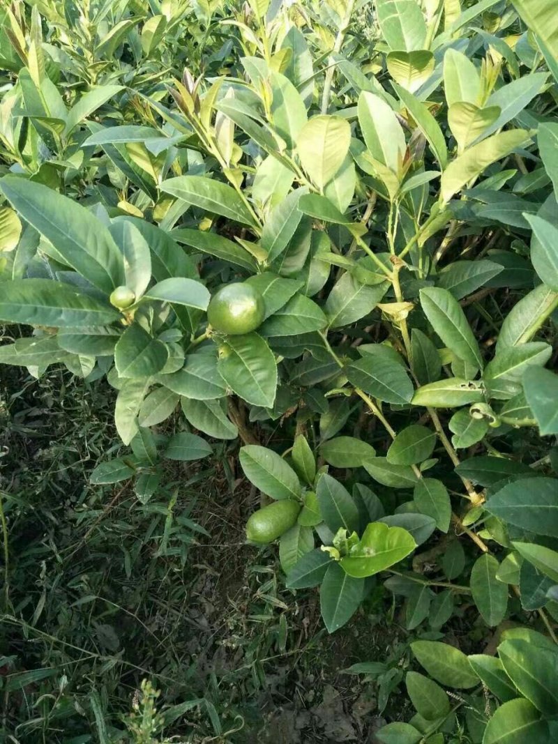 尤力克柠檬苗50~80cm