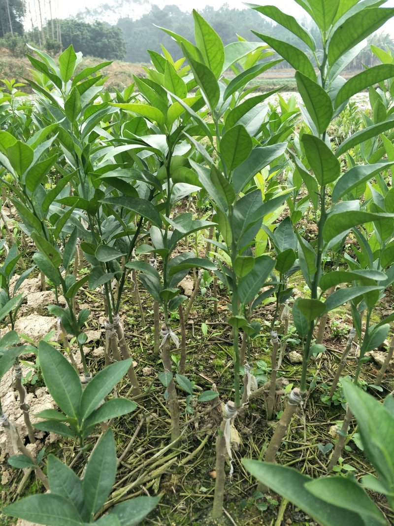 尤力克柠檬苗50~80cm
