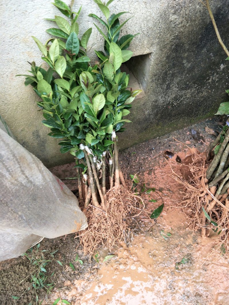 尤力克柠檬苗50~80cm