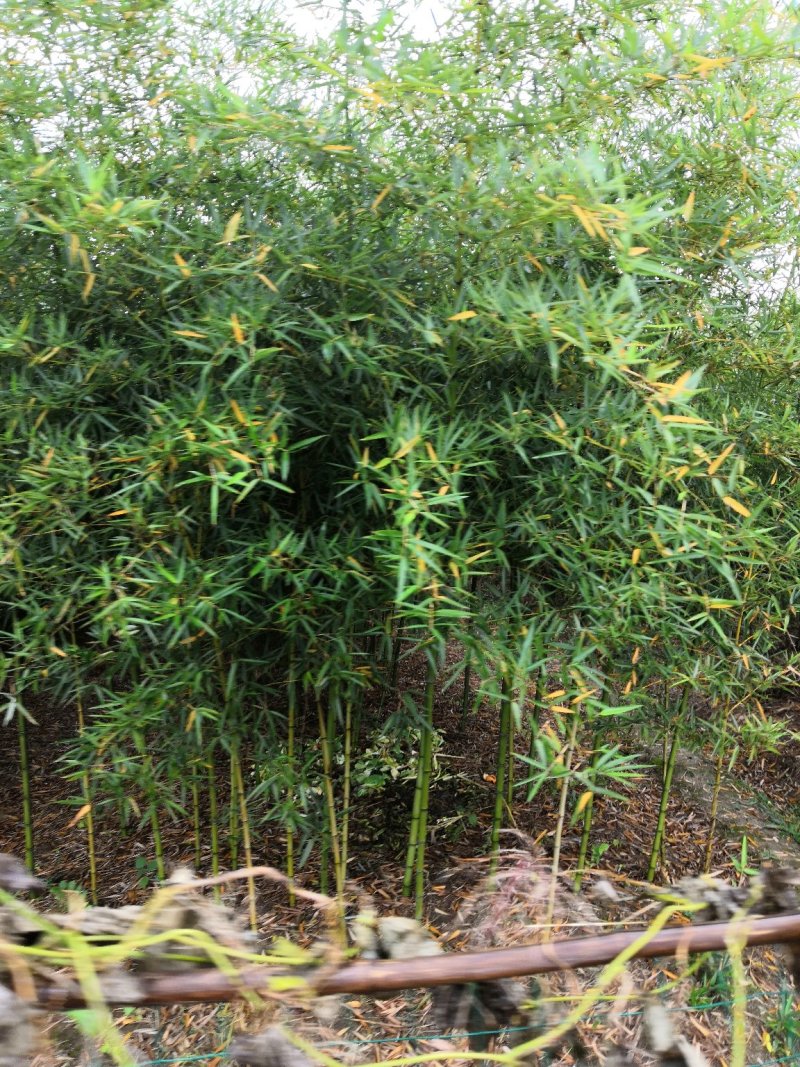 竹子苗庭院四季常青竹苗紫竹苗早园竹金镶玉竹罗汉竹毛竹室内