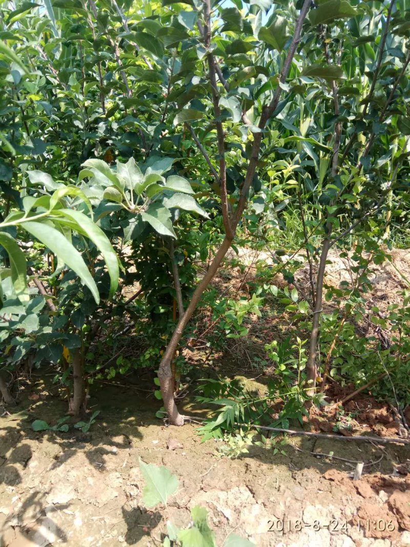 M26占木嫁接矮化烟富10号苹果苗
