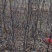 M26占木嫁接矮化烟富10号苹果苗