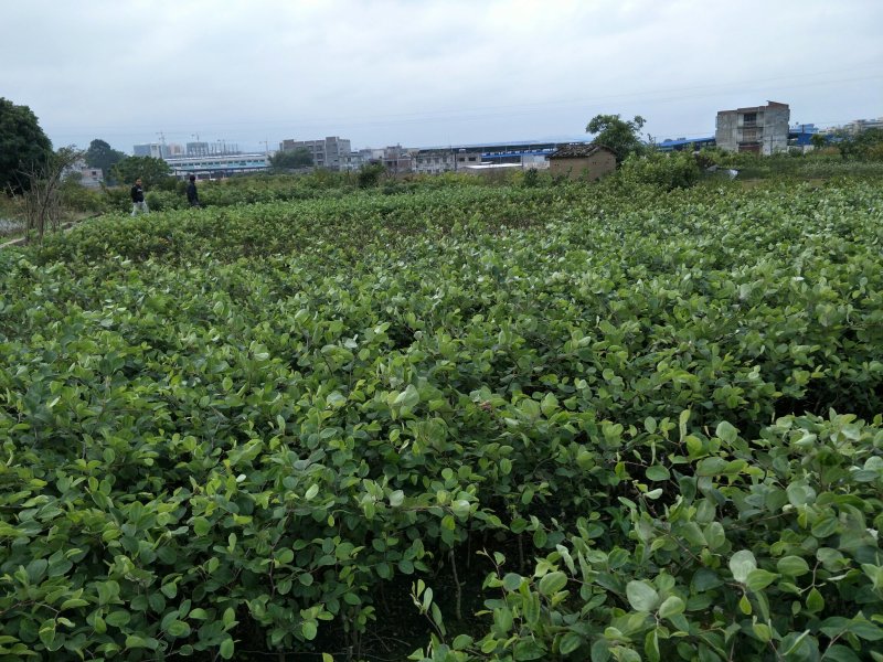 大青枣苗，密丝枣苗，平果枣苗，50至80高苗