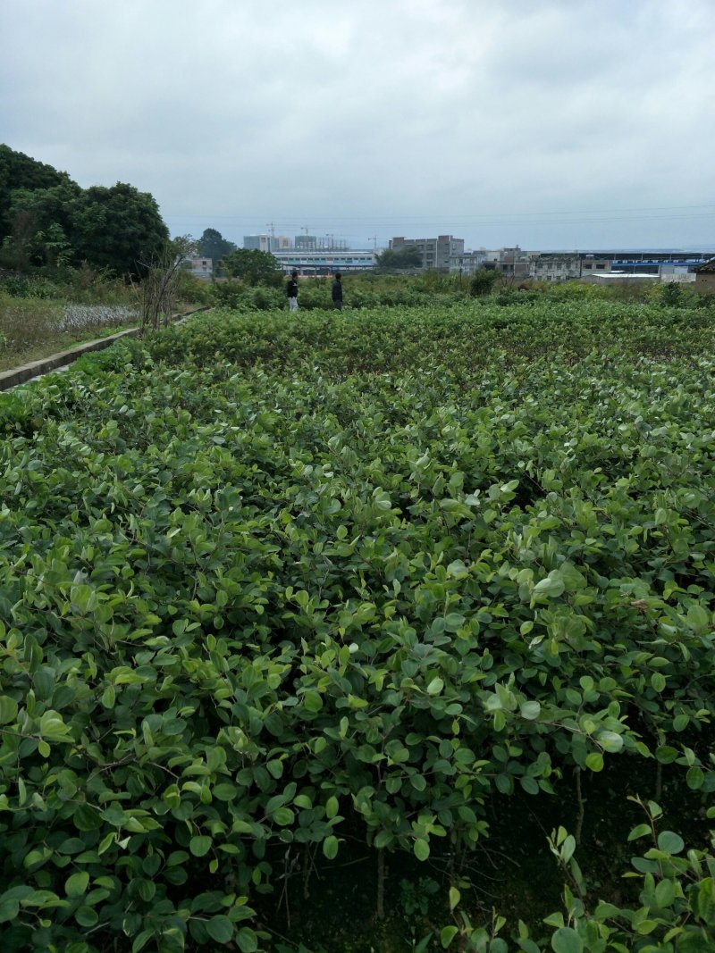 大青枣苗，密丝枣苗，平果枣苗，50至80高苗