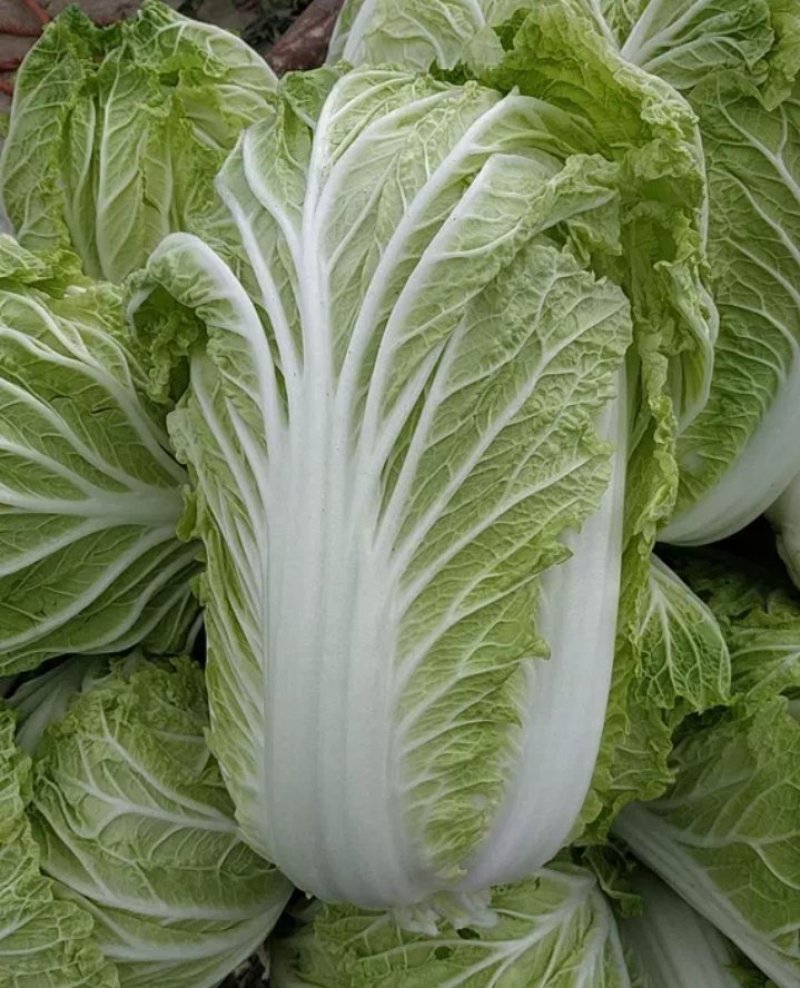 白菜