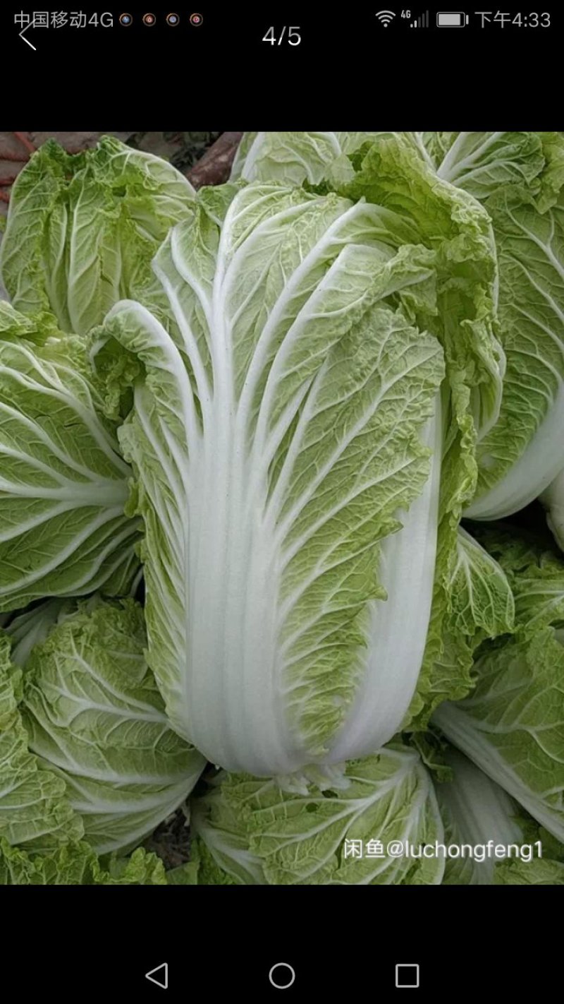 白菜