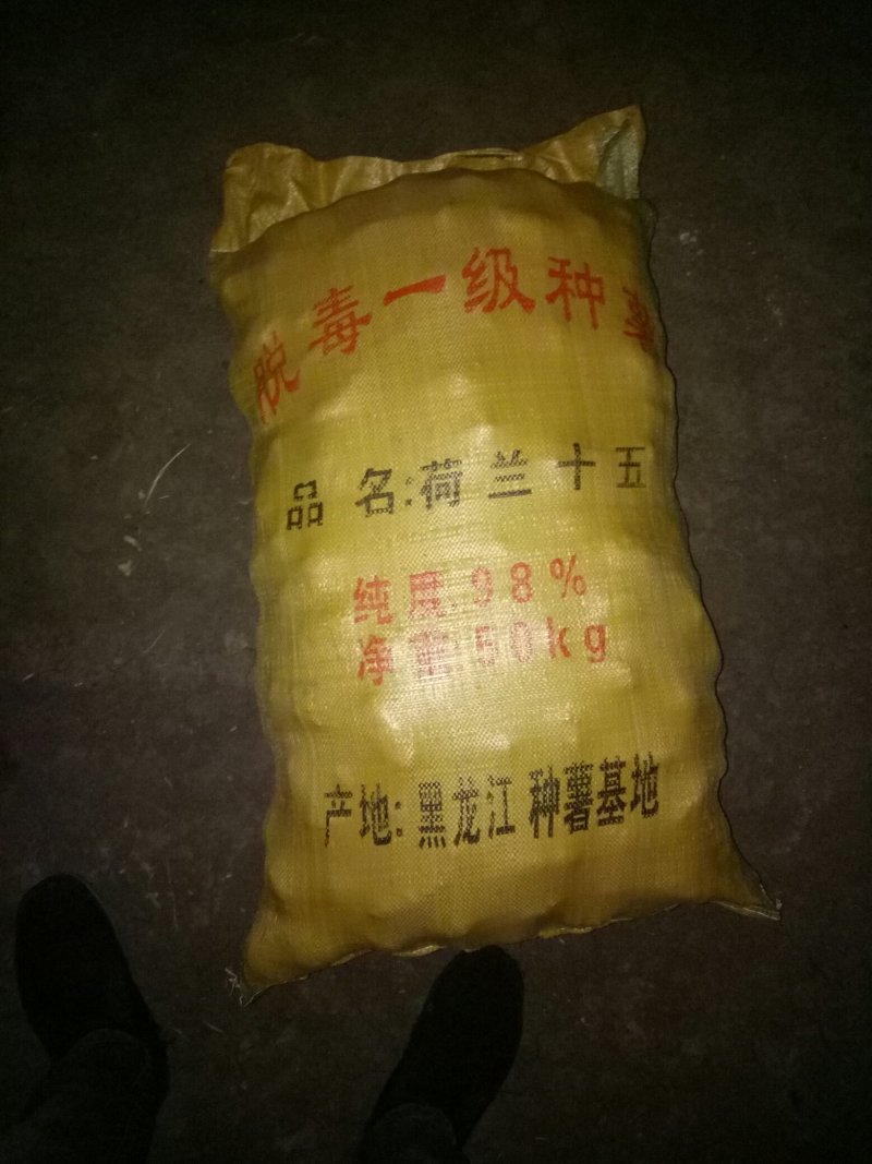 【优】黑龙江土豆种子，荷兰十五土豆种子，荷兰806种子