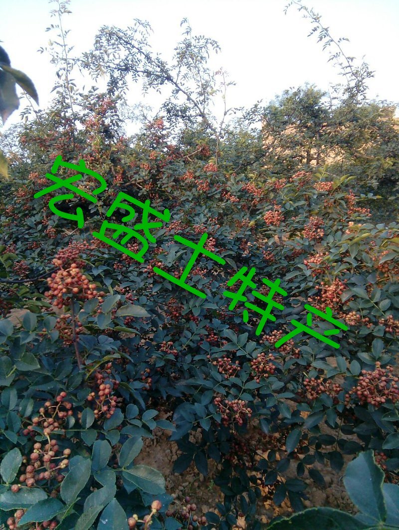 陕西富平花椒
