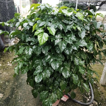 花卉