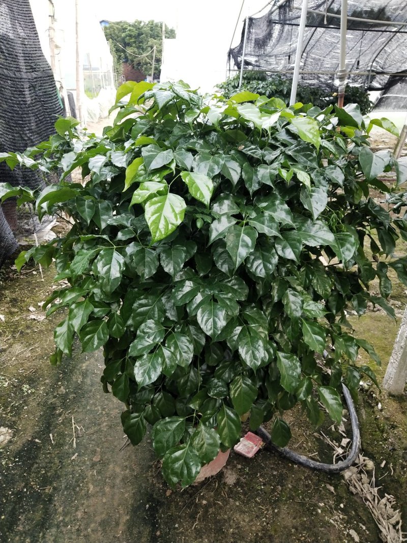 花卉