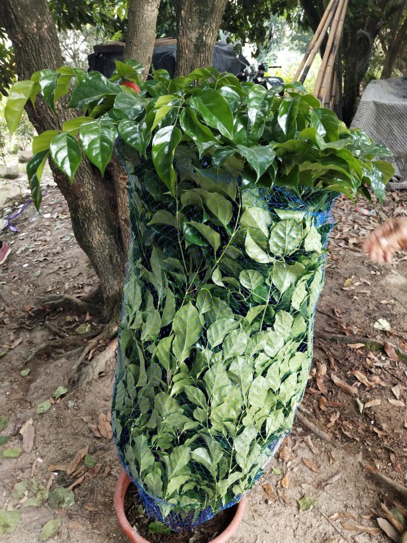 花卉