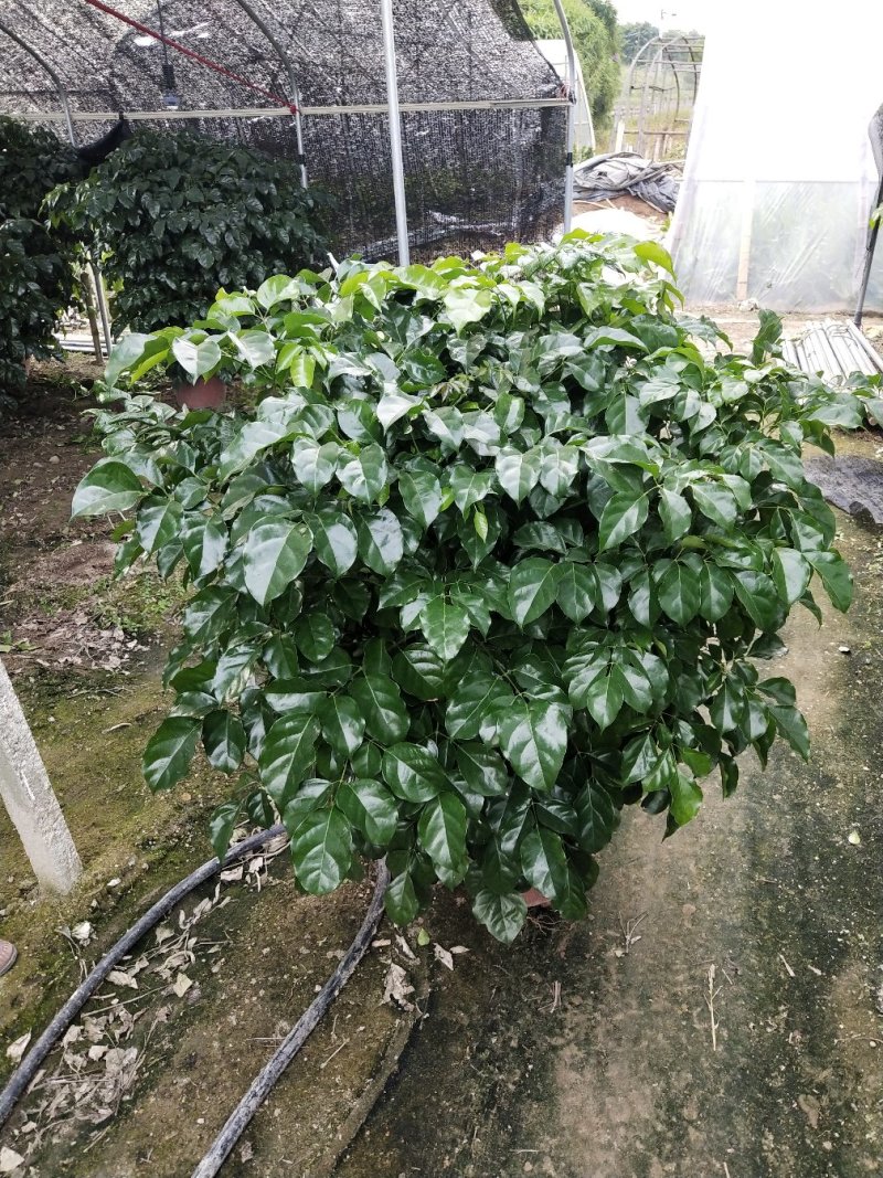 花卉