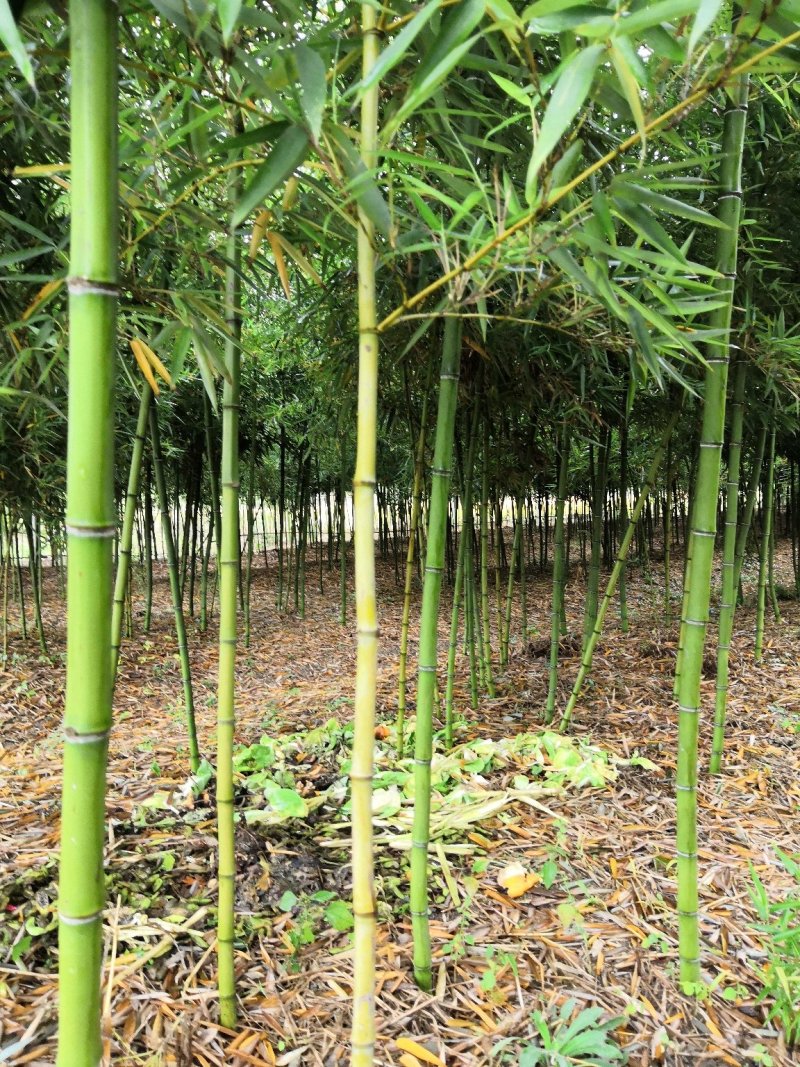 竹子苗庭院四季常青竹苗紫竹苗早园竹金镶玉竹罗汉竹毛竹室内