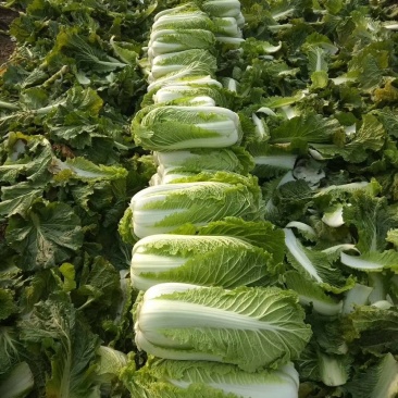 唐山市玉田县北京三号白菜货源充足4~6斤