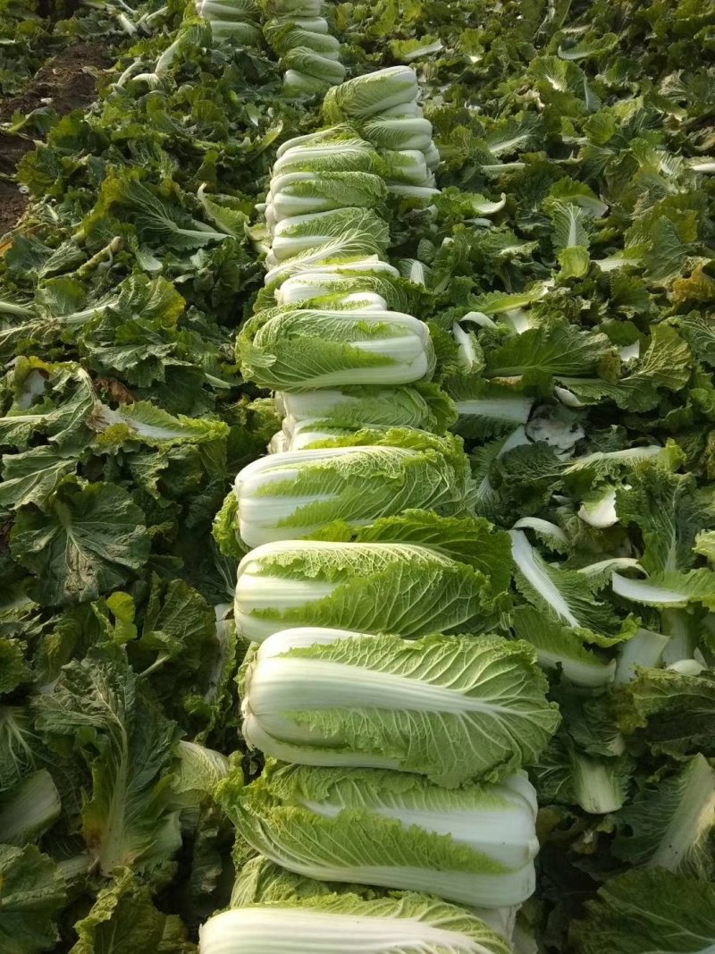唐山市玉田县北京三号白菜货源充足4~6斤
