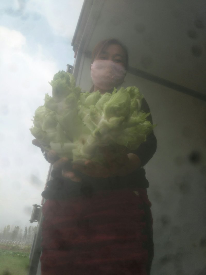 儿菜