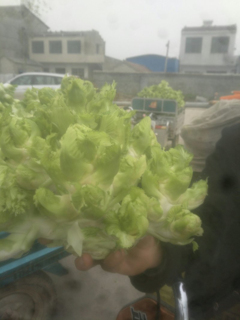 儿菜