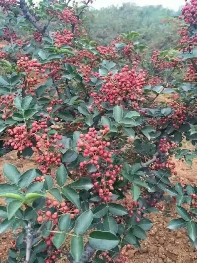 陕西富平花椒