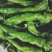 红菜，花菜，螺丝椒，物美价廉。