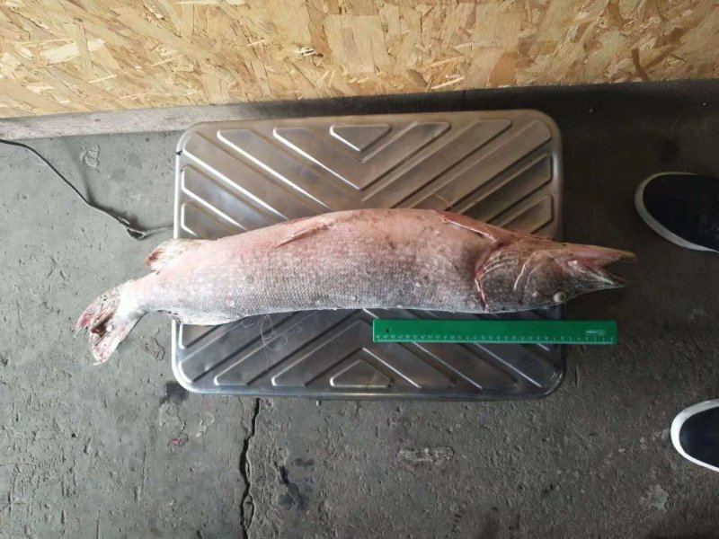 俄罗斯白班狗鱼
