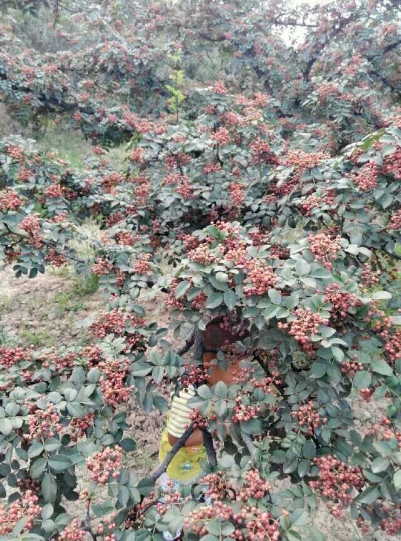 陕西富平花椒