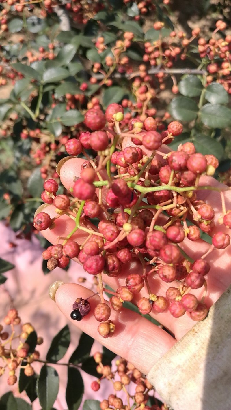 陕西富平花椒