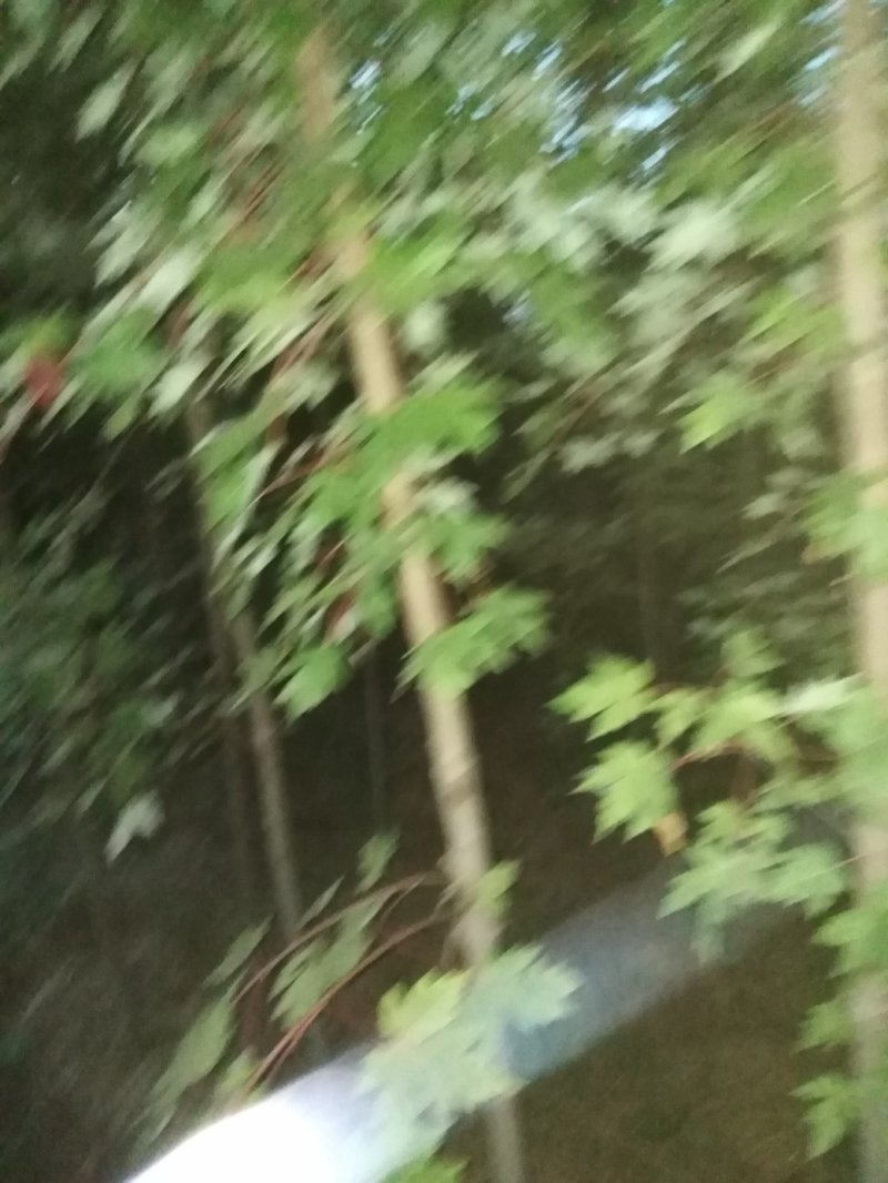 金叶复叶槭，树形好，长势快，