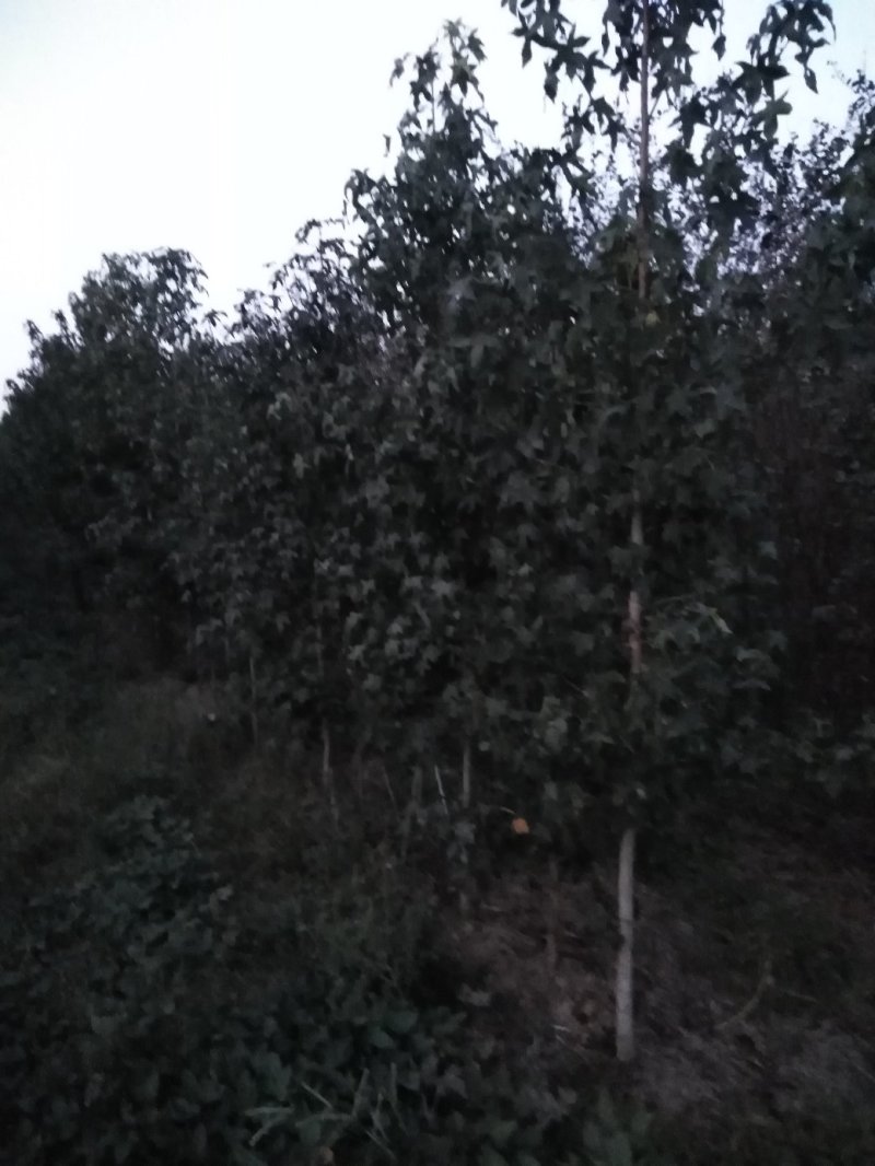 金叶复叶槭，树形好，长势快，