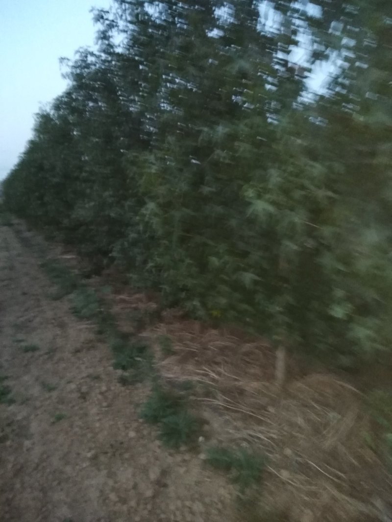 金叶复叶槭，树形好，长势快，