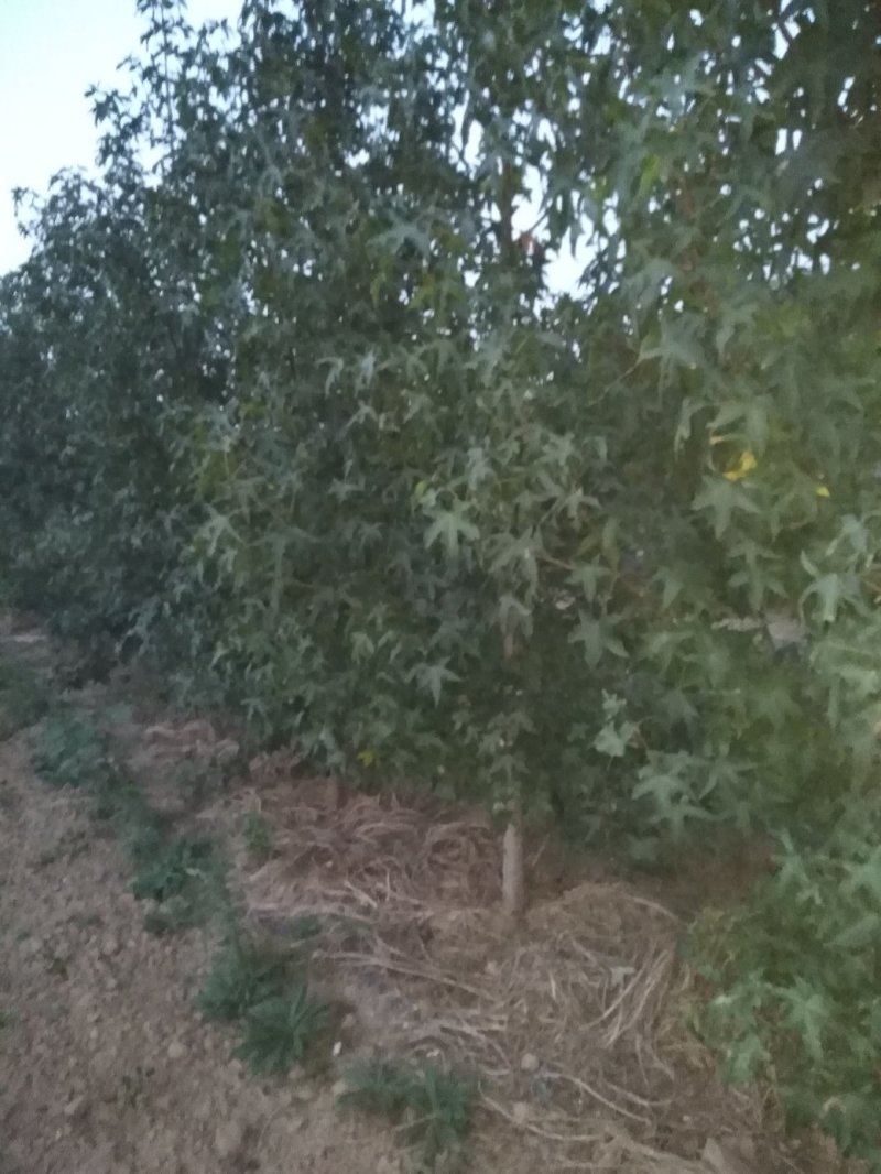 金叶复叶槭，树形好，长势快，