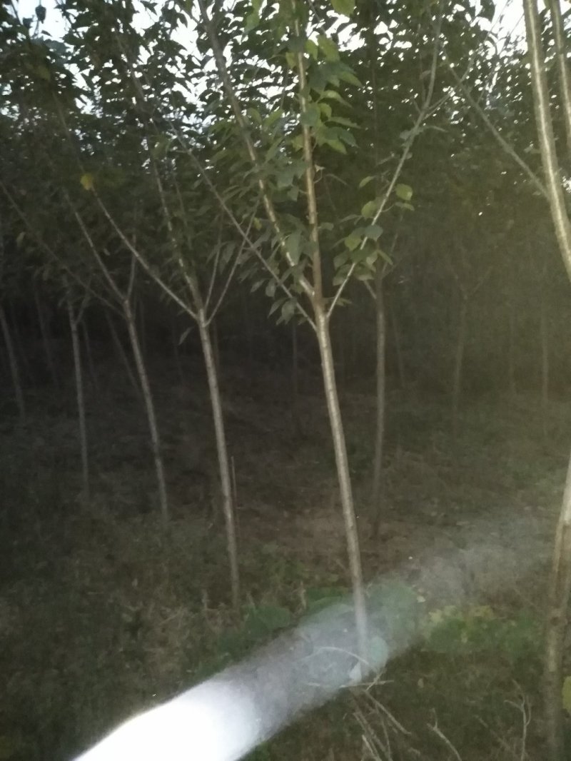 金叶复叶槭，树形好，长势快，