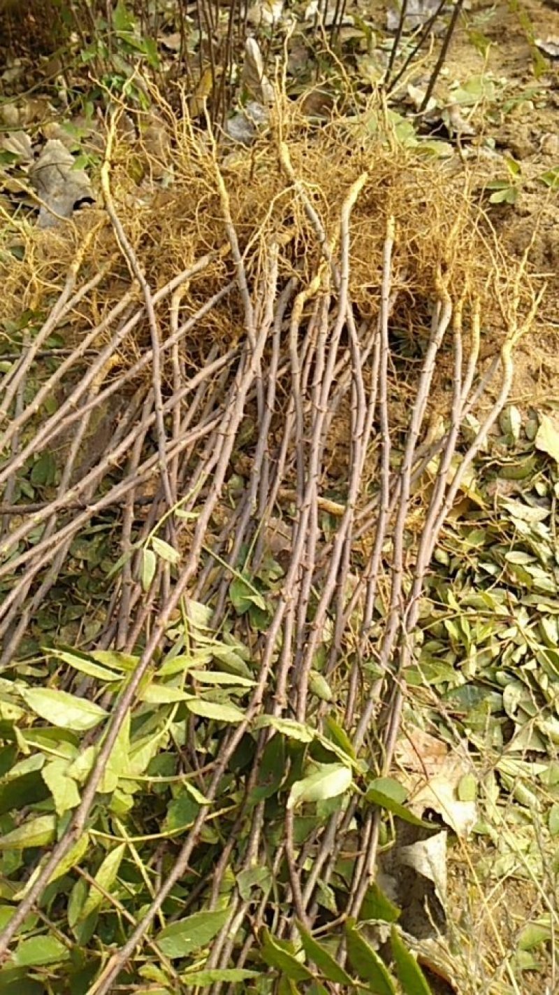 花椒苗