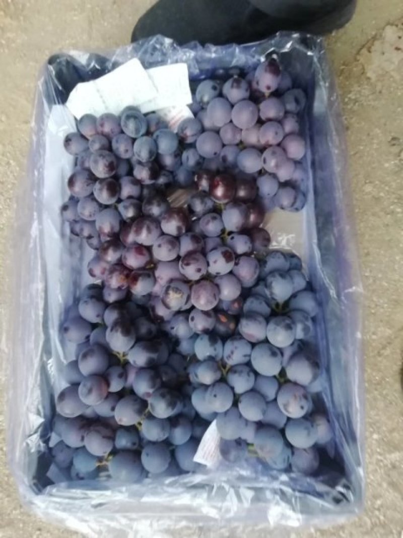 大量供应冷库巨丰葡萄