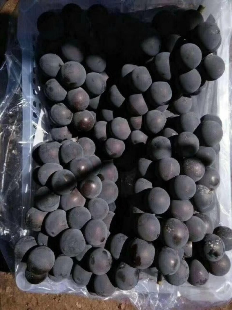 大量供应冷库巨丰葡萄