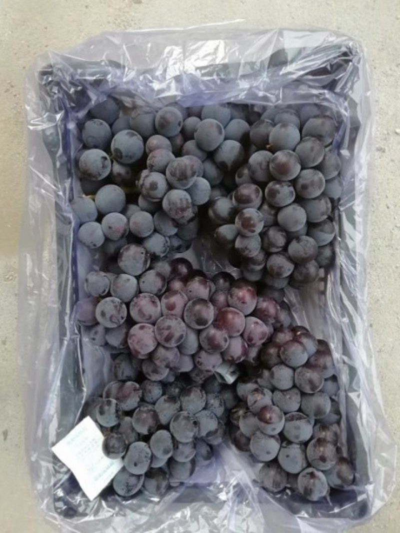 大量供应冷库巨丰葡萄