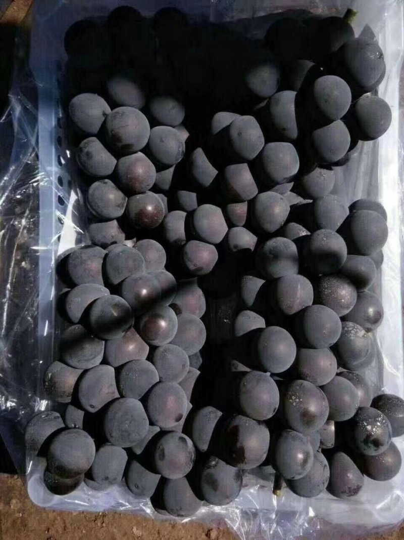 大量供应冷库巨丰葡萄