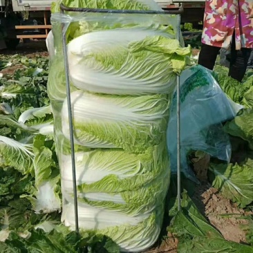 黄心菜