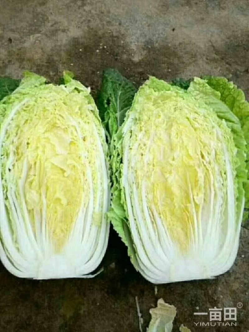 黄心菜