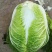 黄心菜