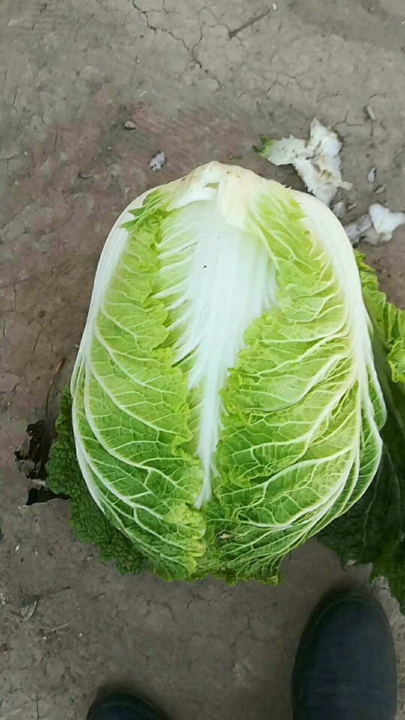 黄心菜