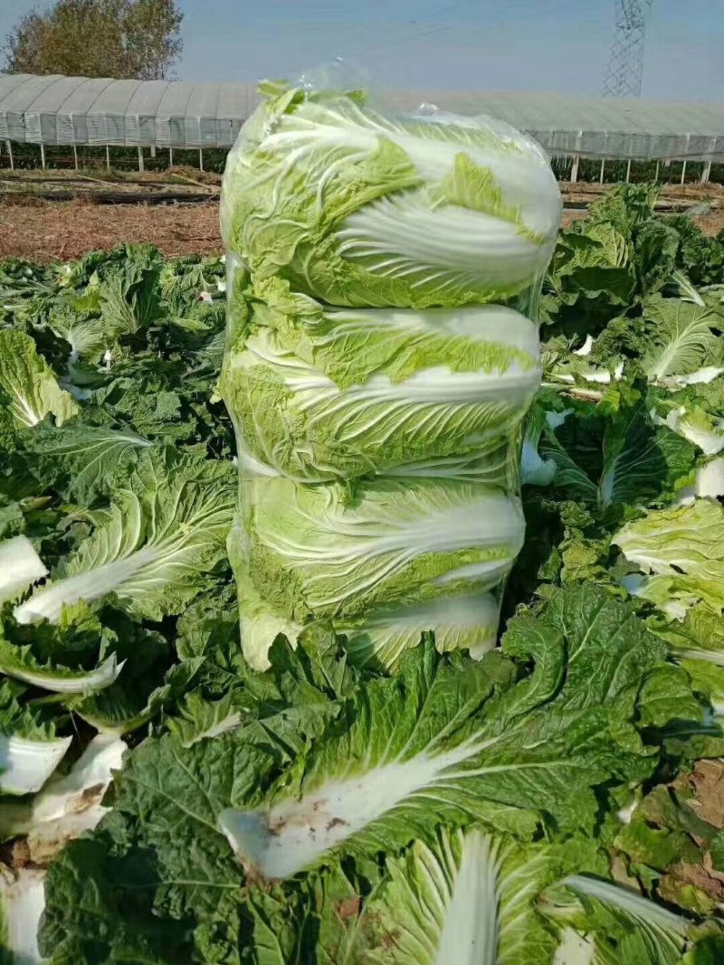 黄心菜