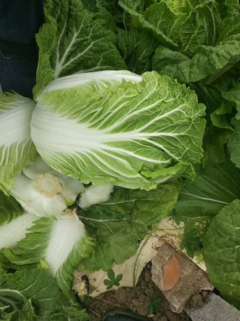 黄心菜