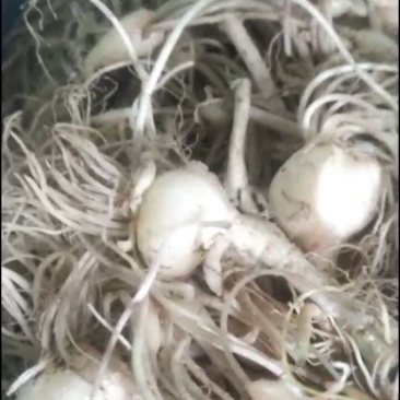 小根蒜